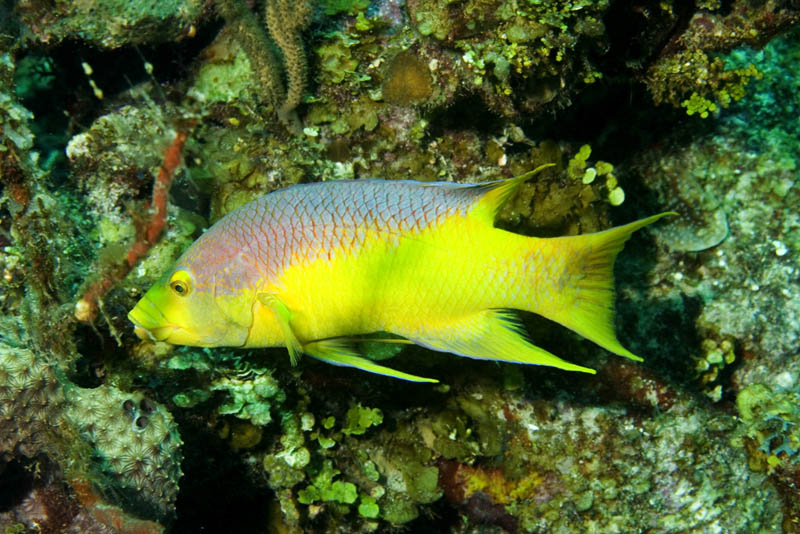 Bodianus rufus